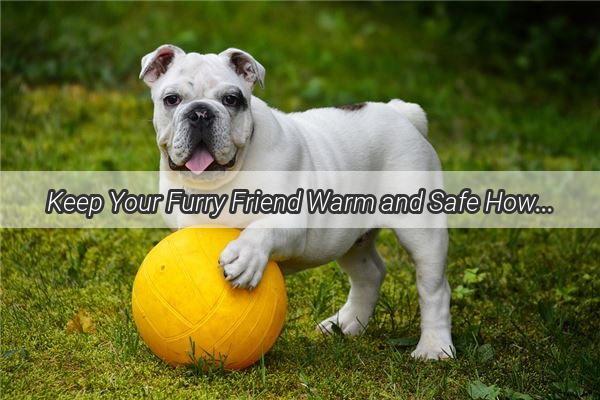 Keep Your Furry Friend Warm and Safe How to Safeguard Your Dog from Electric Heater Burns